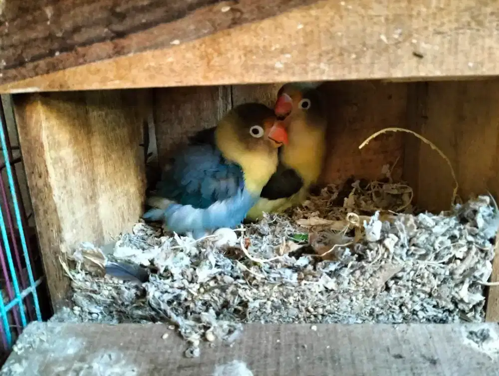 Lovebird PB Sepasang Produksi (Sedang Bertelur)