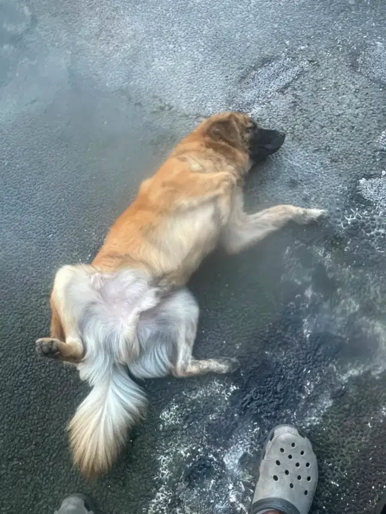 dijual anjing anjing jantan umur 8 bulab