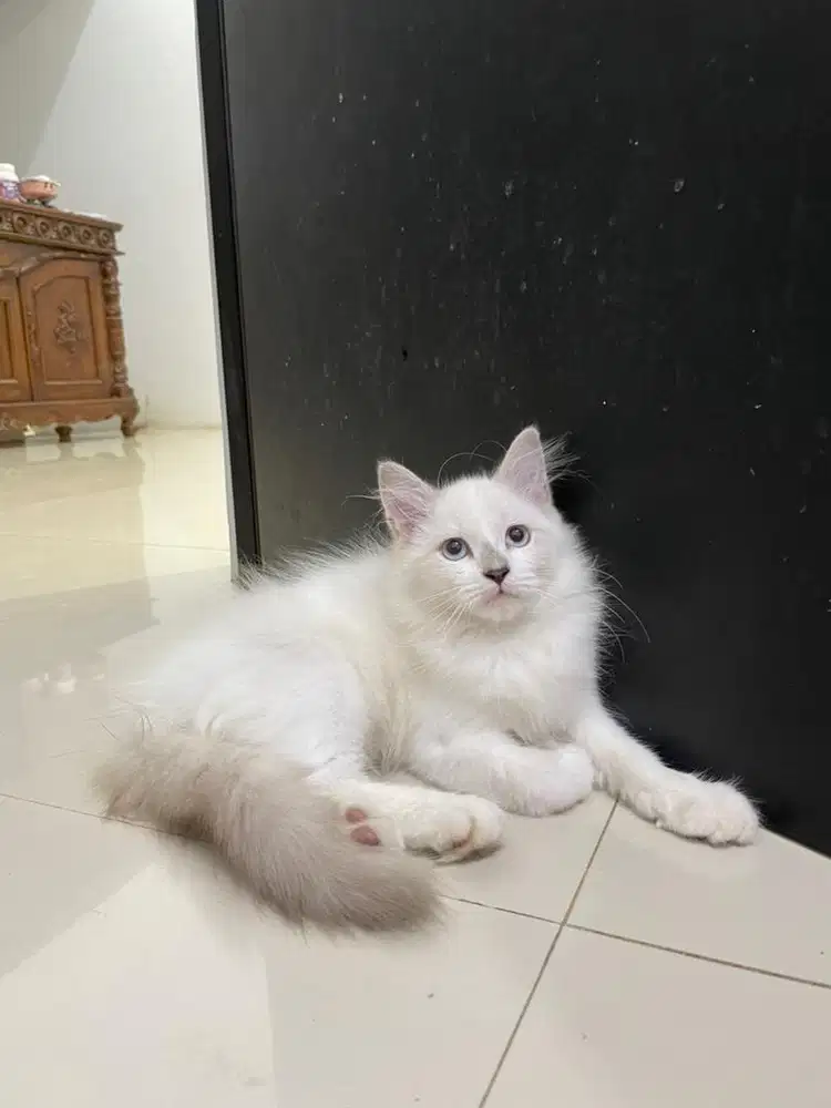 Kucing persia himalaya blue eye