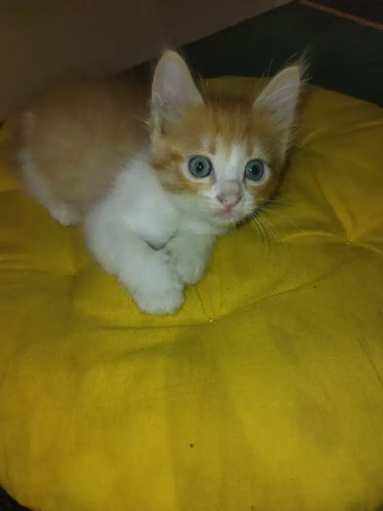 Kucing anakan 3 bulan mahar 200k