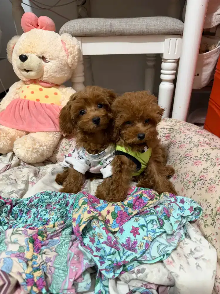 For Sale Anjing Red Poodle Size Kecil Stanbum,Vaksin
