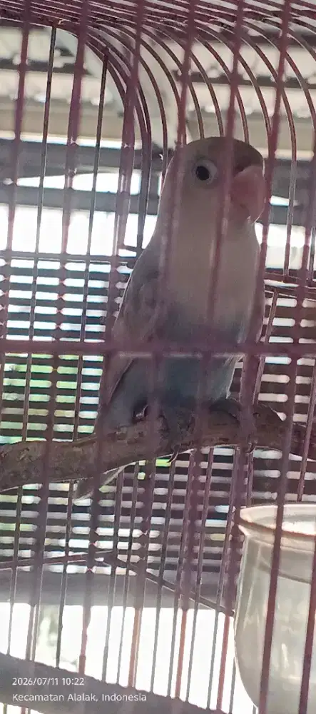 Burung Lovebird Berisik