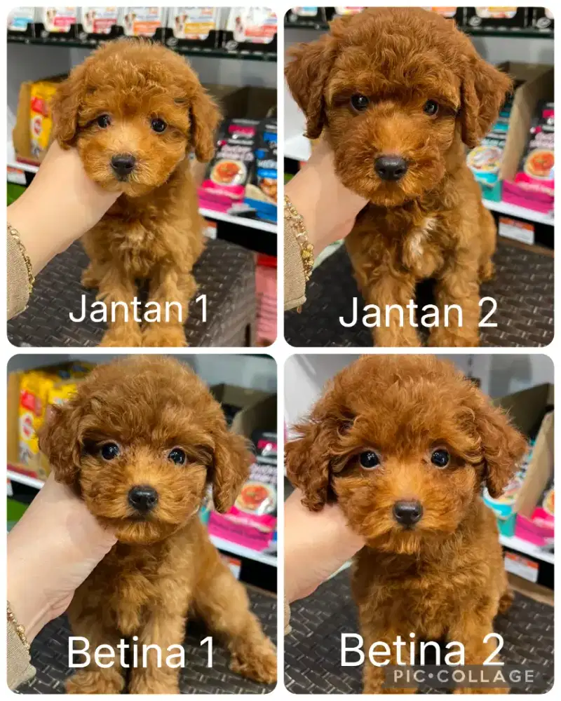 Red poodle jantan dan betina