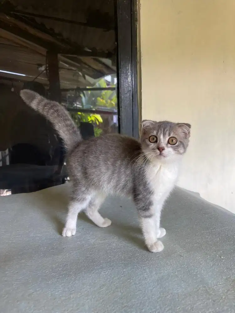 Bsh Scotish fold female