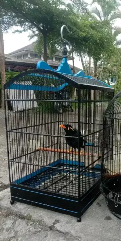 mangga manuk lindeuk tiasa di usapan tt asal kahartos