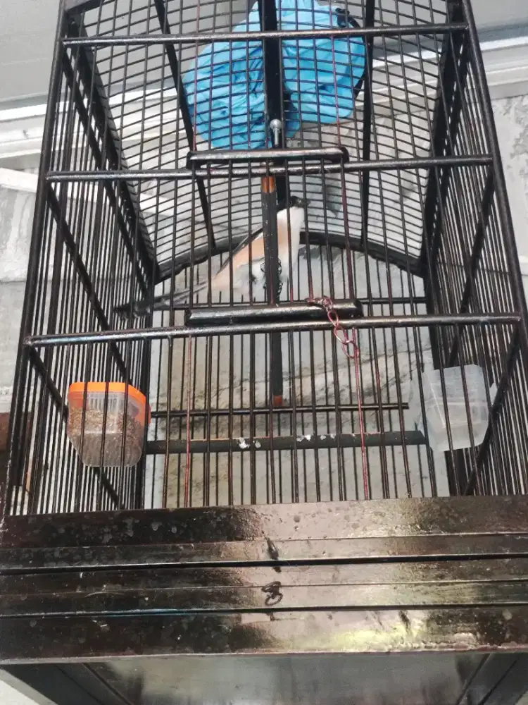 Burung Cendet/Pentet Jatim Gacor Full sett