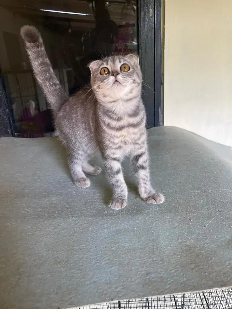 Bsh scotish fold female