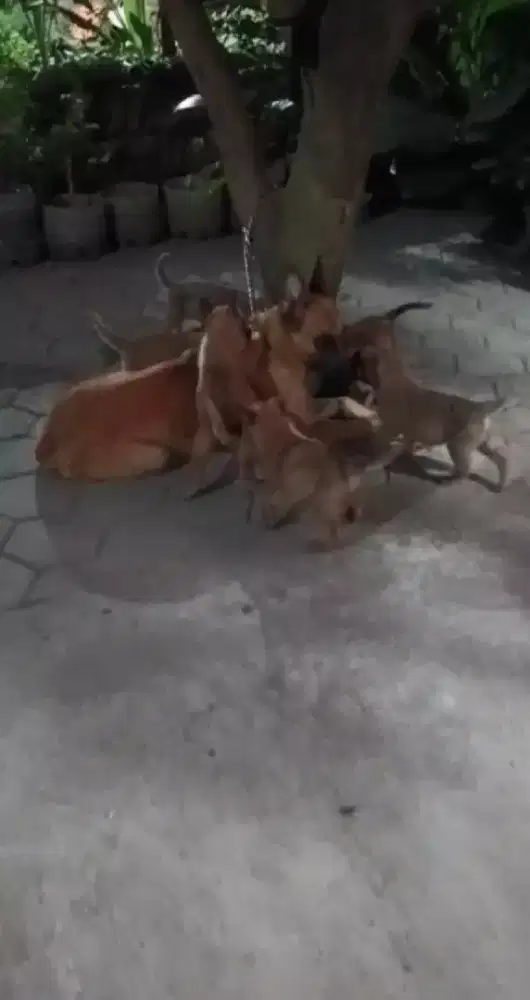 Pupies malinois ( solo jateng)