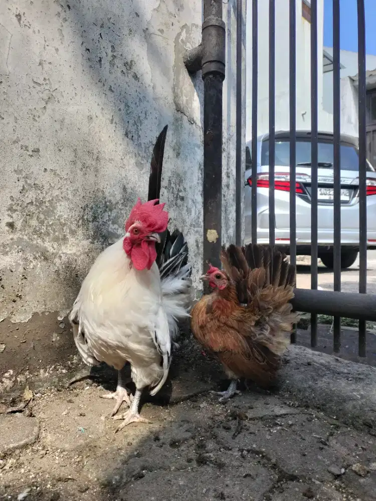 Jual Ayam Kate sepasang