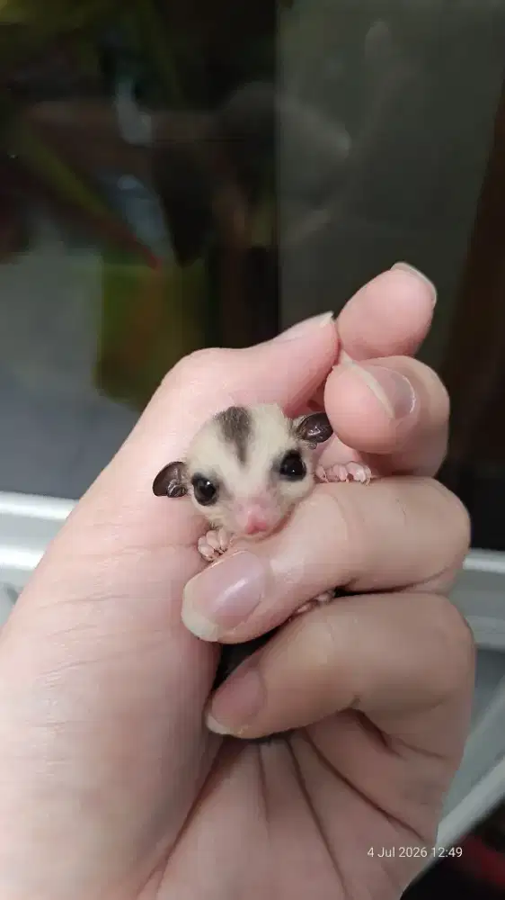 Sugar glider WF white face