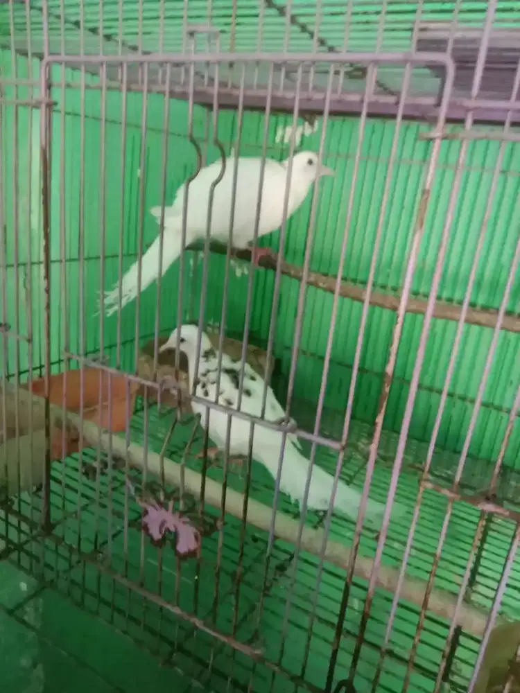 Burung derkuku bs indukan sepsang