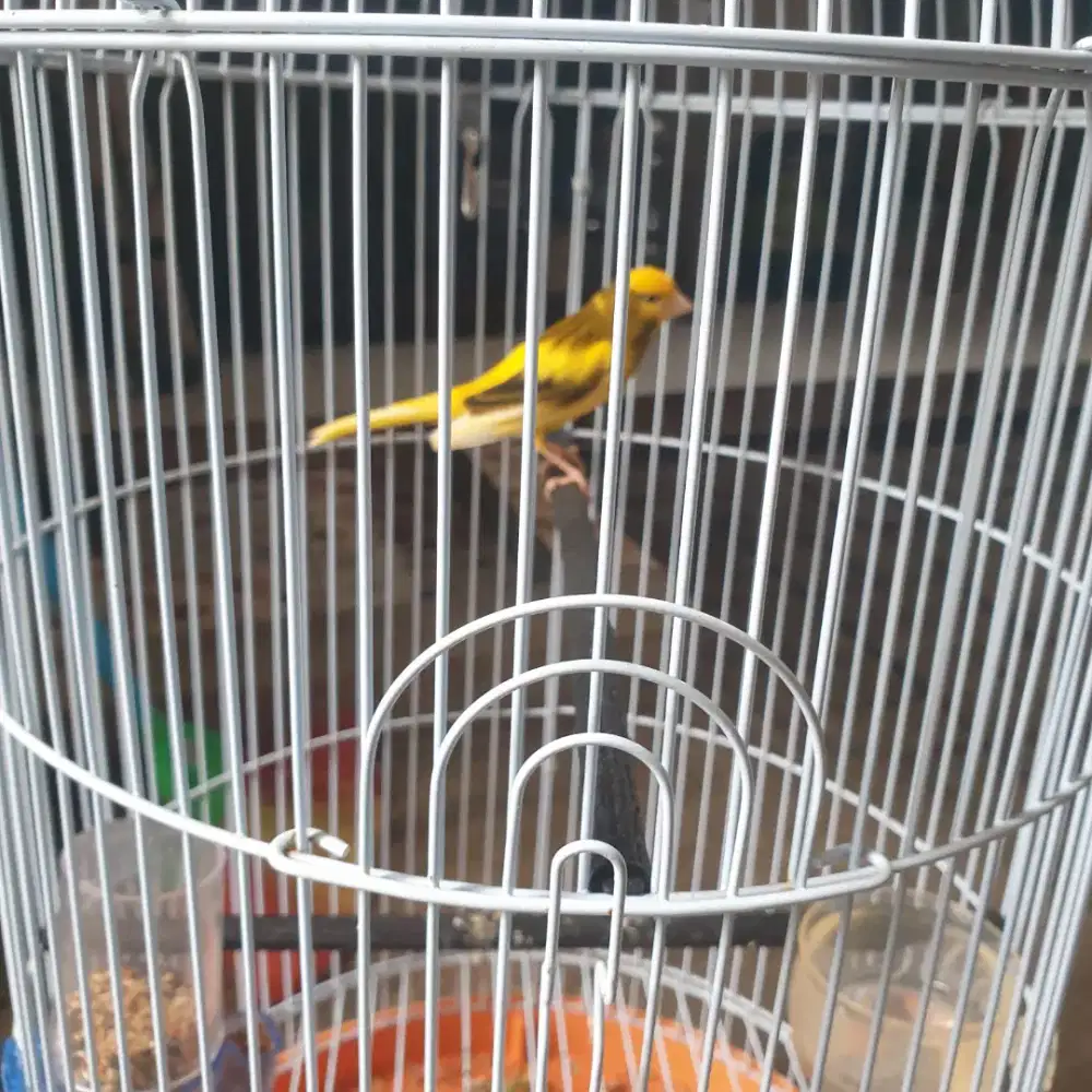 Burung kenari gacor