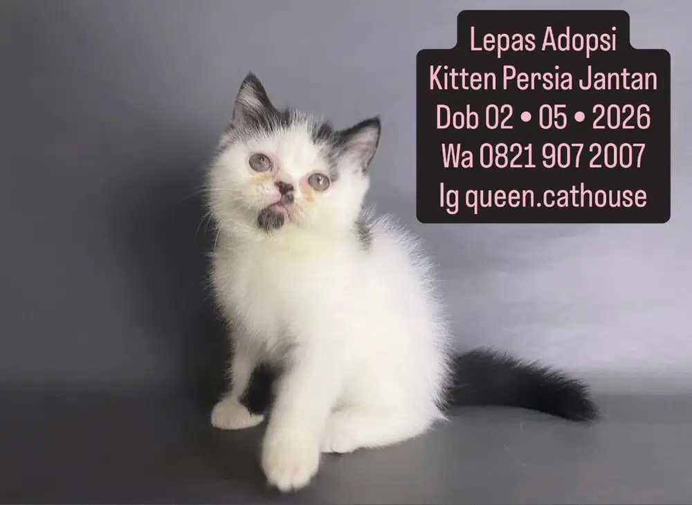 Kitten Persia Jantan