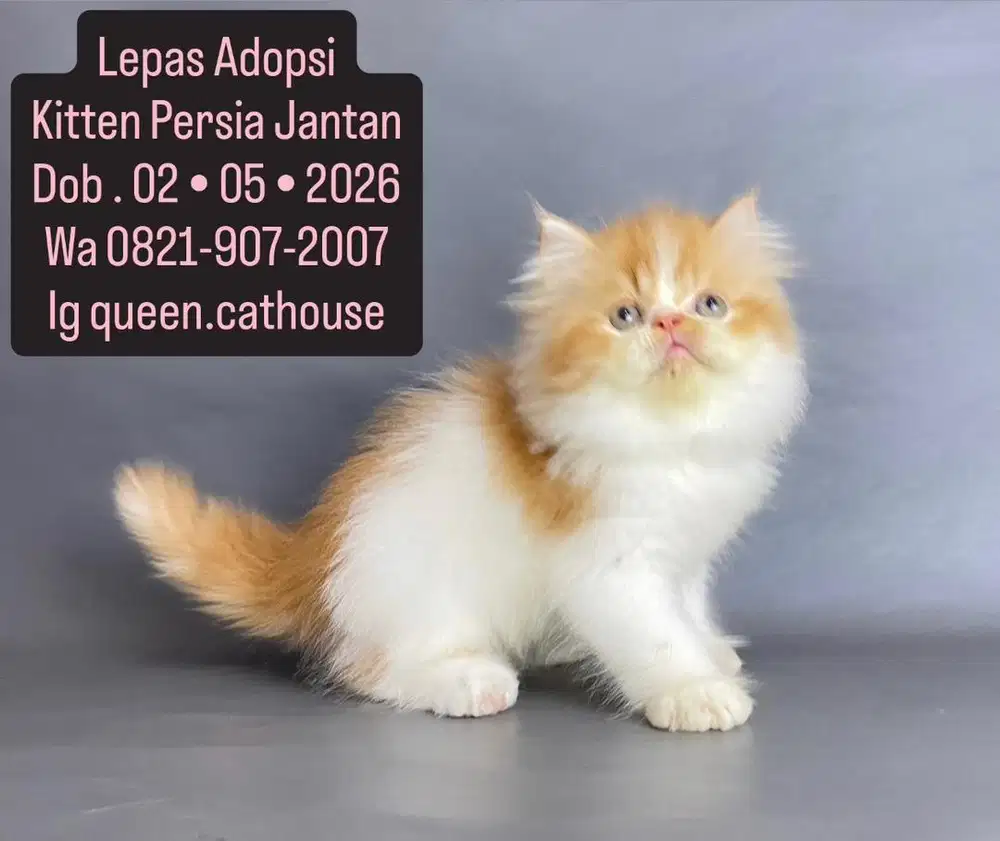 Kitten Persia Jantan
