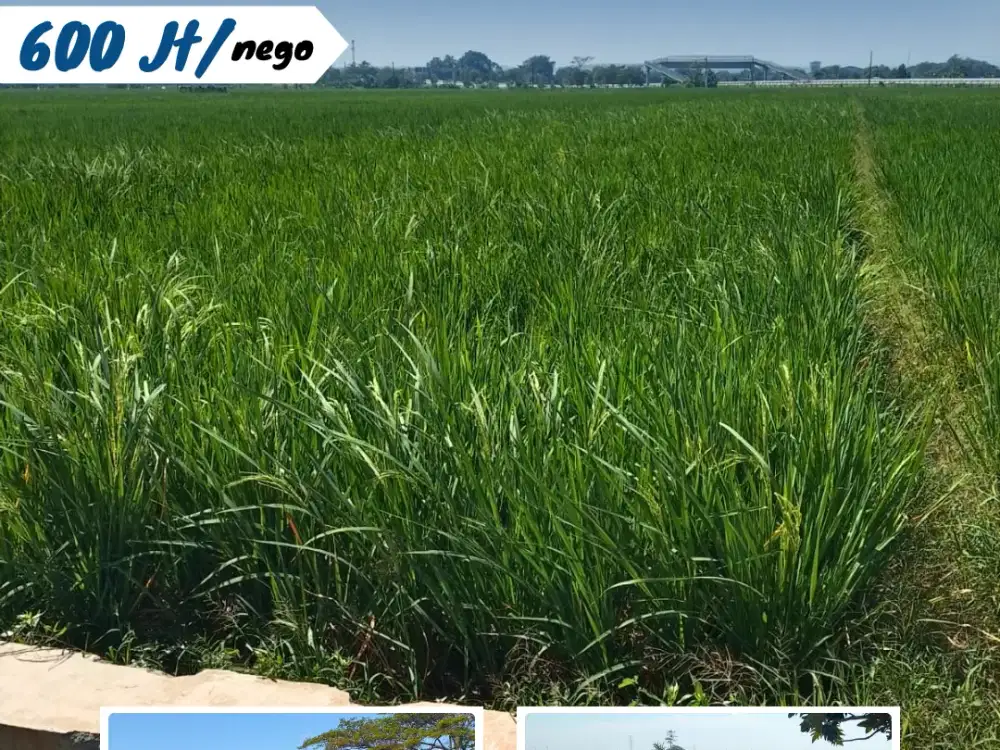 Dijual Sawah Di Timur Simo, Kebak, Kebakkramat