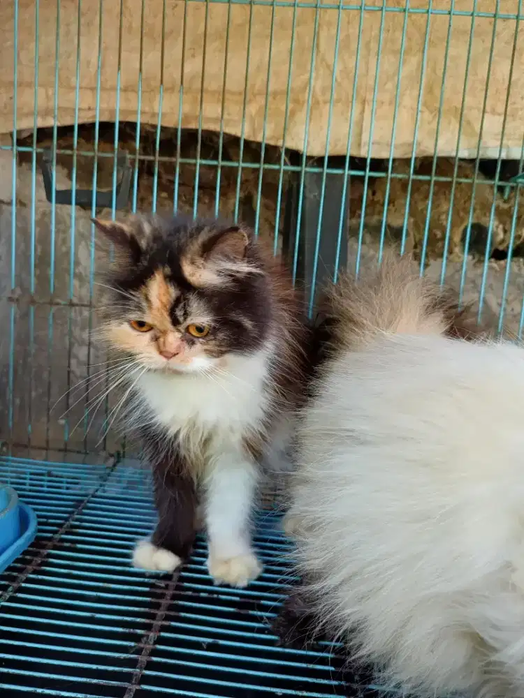Persia fletnise calico