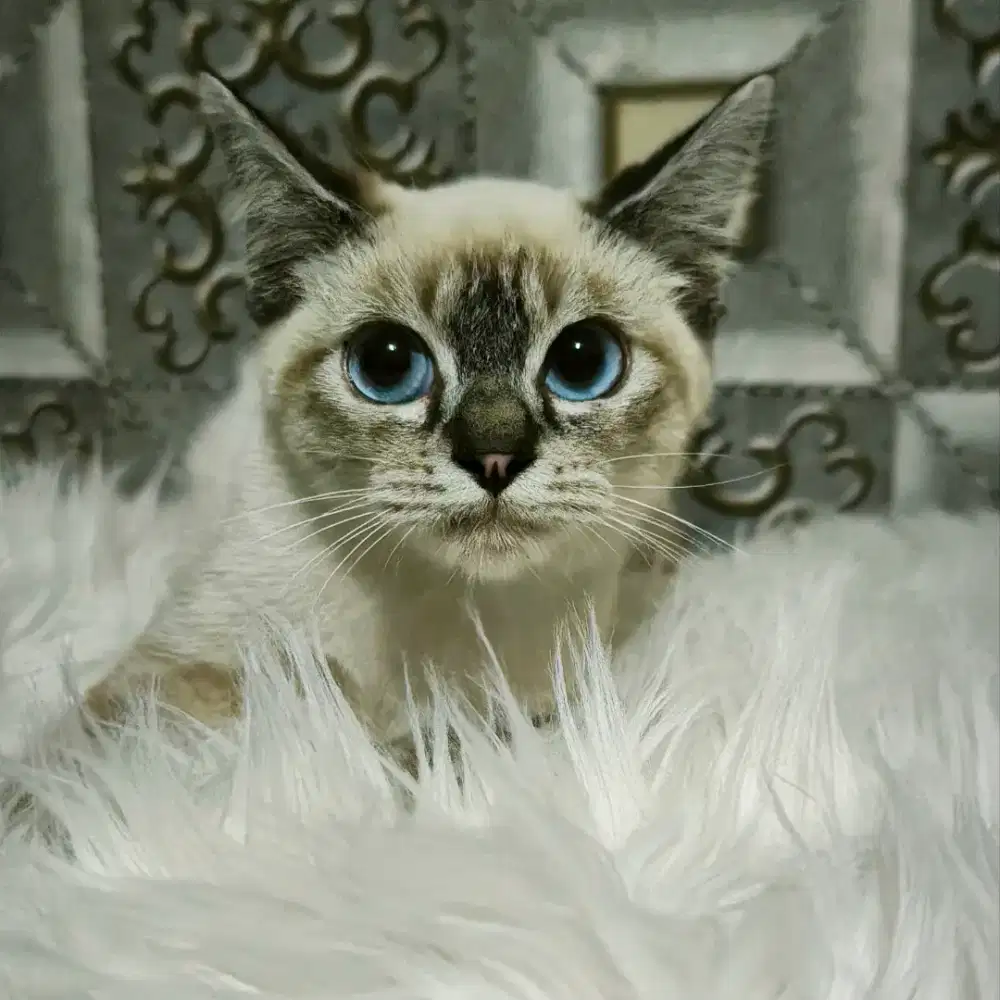 kucing kitten himalaya shorthair