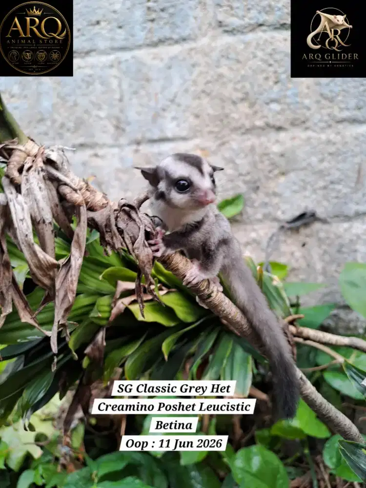 Sugar Glider Joey Betina Classic Grey Het Creamino Poshet Leu