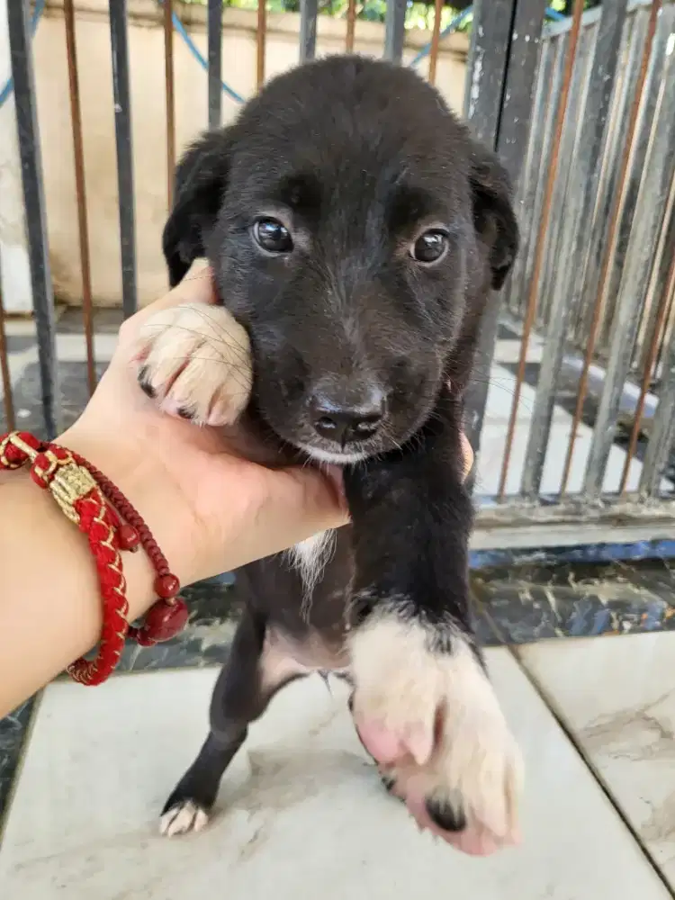Anak Anjing Puppy Betina 1,5 bln Golden Black Labrador Non Stambum