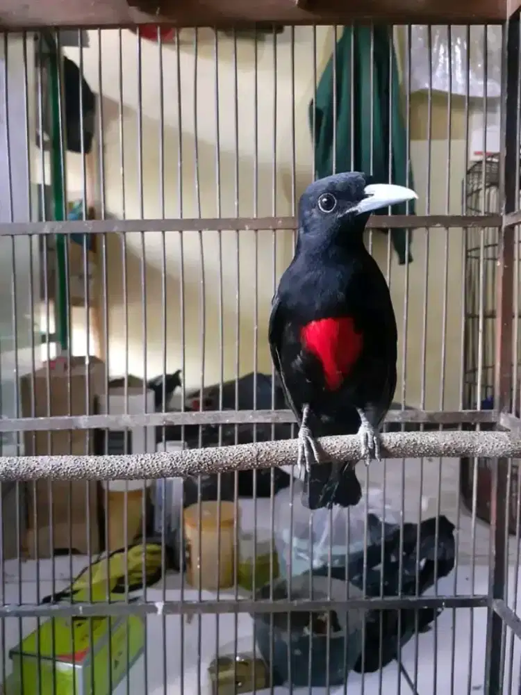 Kepodang dada merah bunyi
