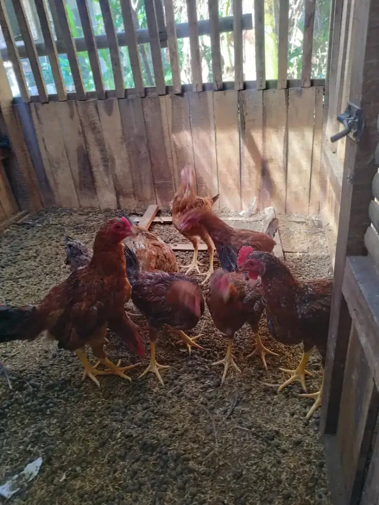 Ayam KUB 2 Janaka