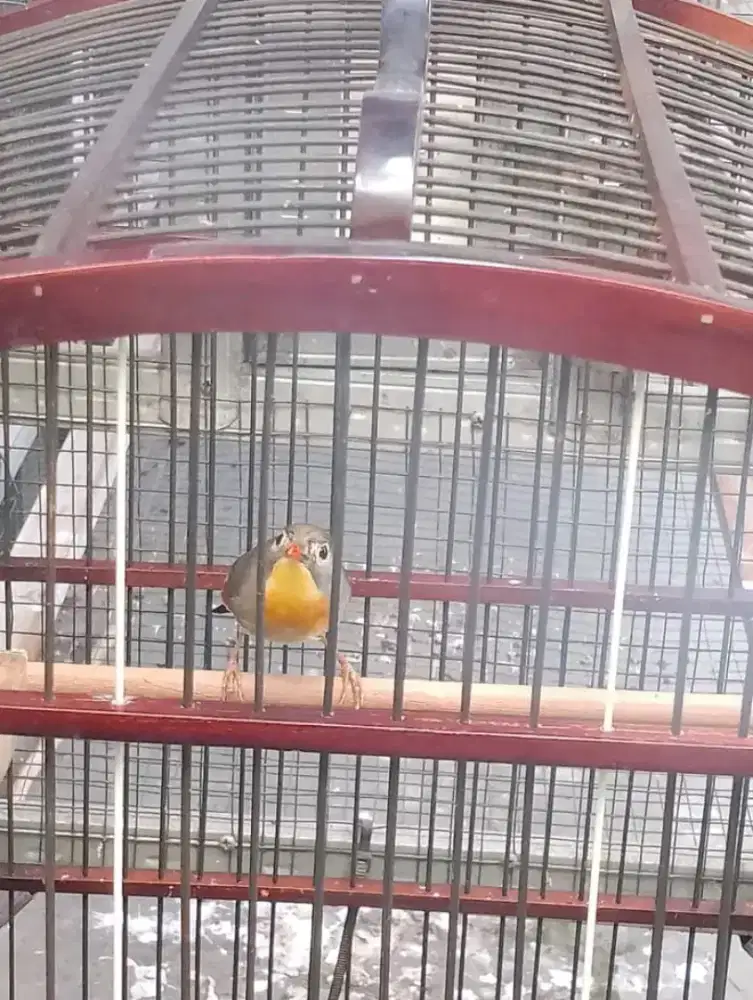 Burung robinn jantan rajin