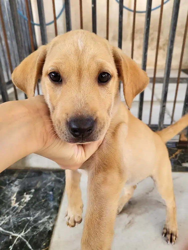 Anak Anjing Puppy Betina Mix Breed Golden Labrador 1,5 Bulan Sehat
