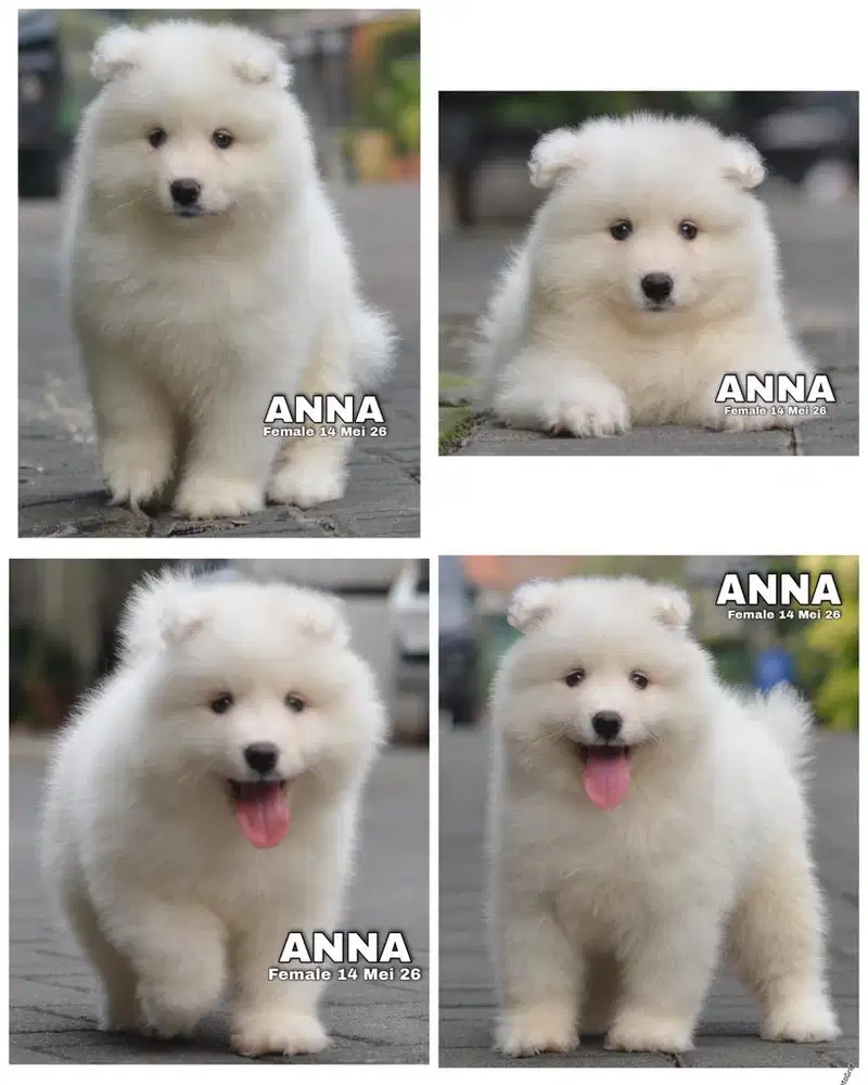 Samoyed puppy betina stambum