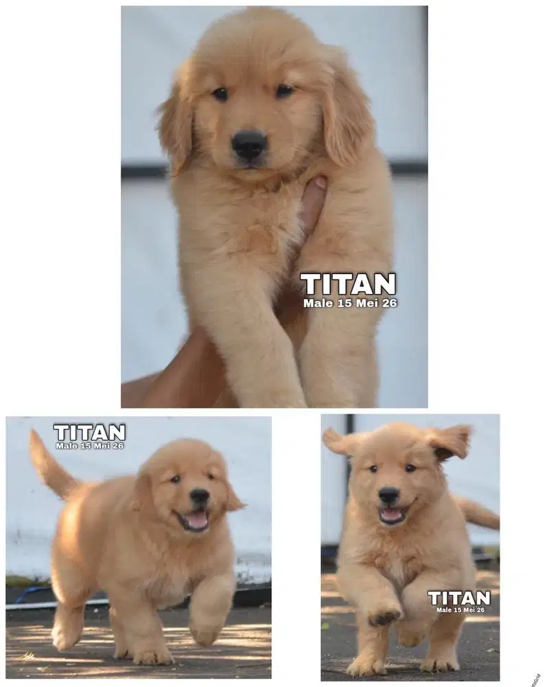Golden retriever puppy stambum big bone