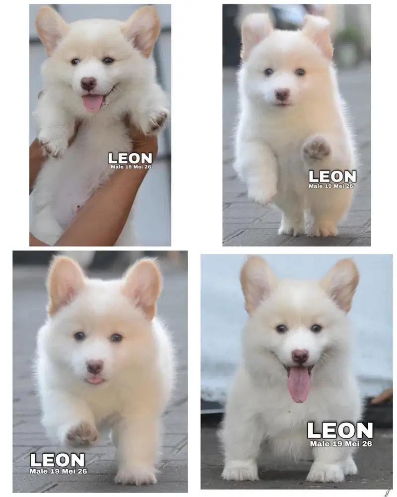 Corgi puppy rare color stambum