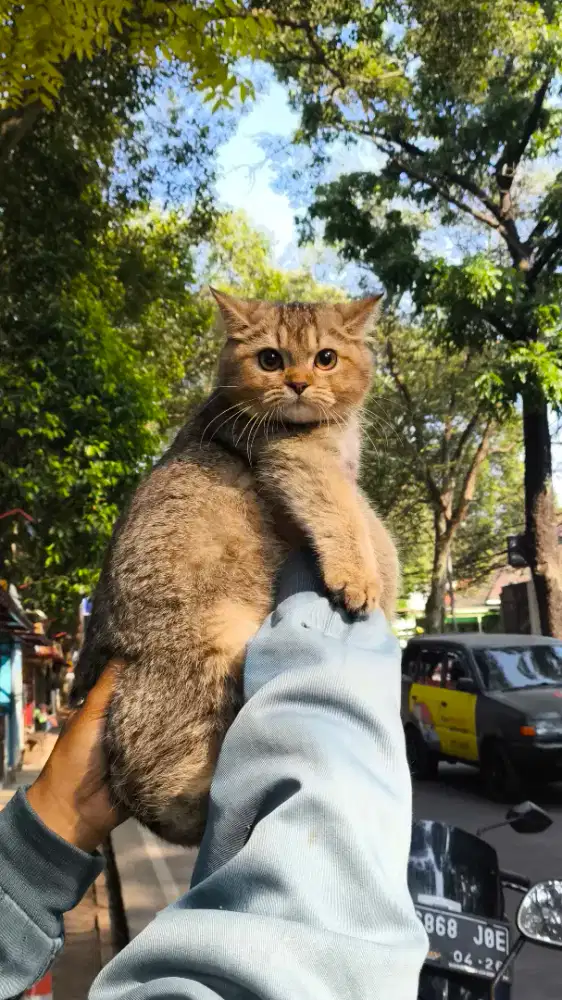 Kucing bsh british shorthair golden