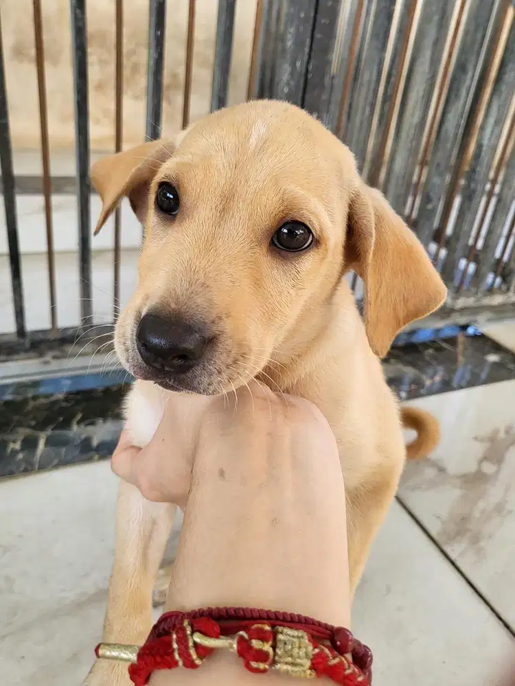 Anak Anjing Puppy Betina Mix Breed Golden Labrador 1,5 Bulan Lincah