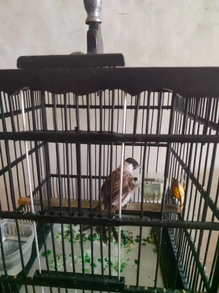 Kutilang paud grece