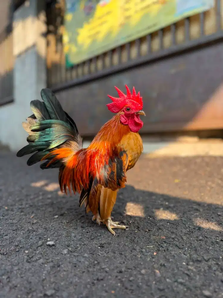Ayam Hias (alarm hidup)