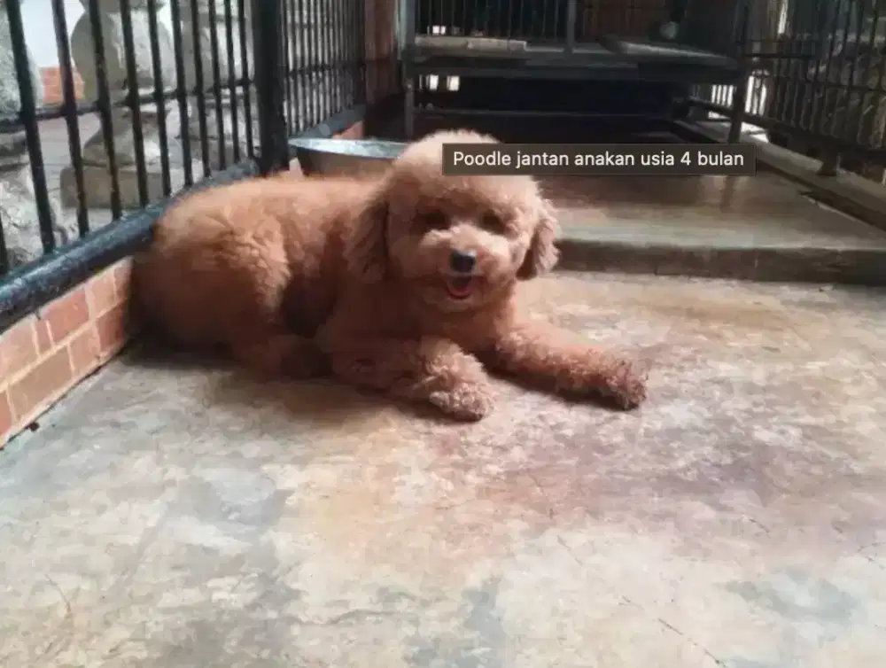 Poodle jantan anakan usia 5 bulan