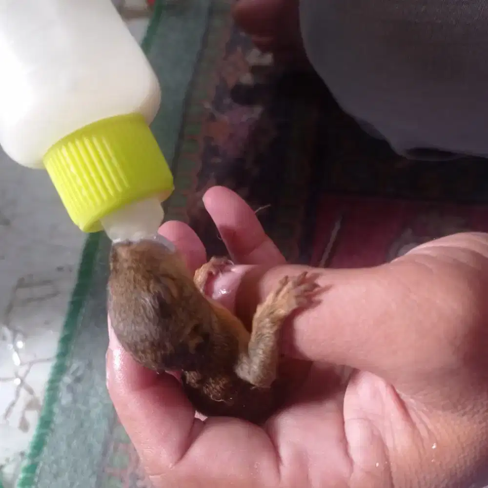 Anak tupai sepasang