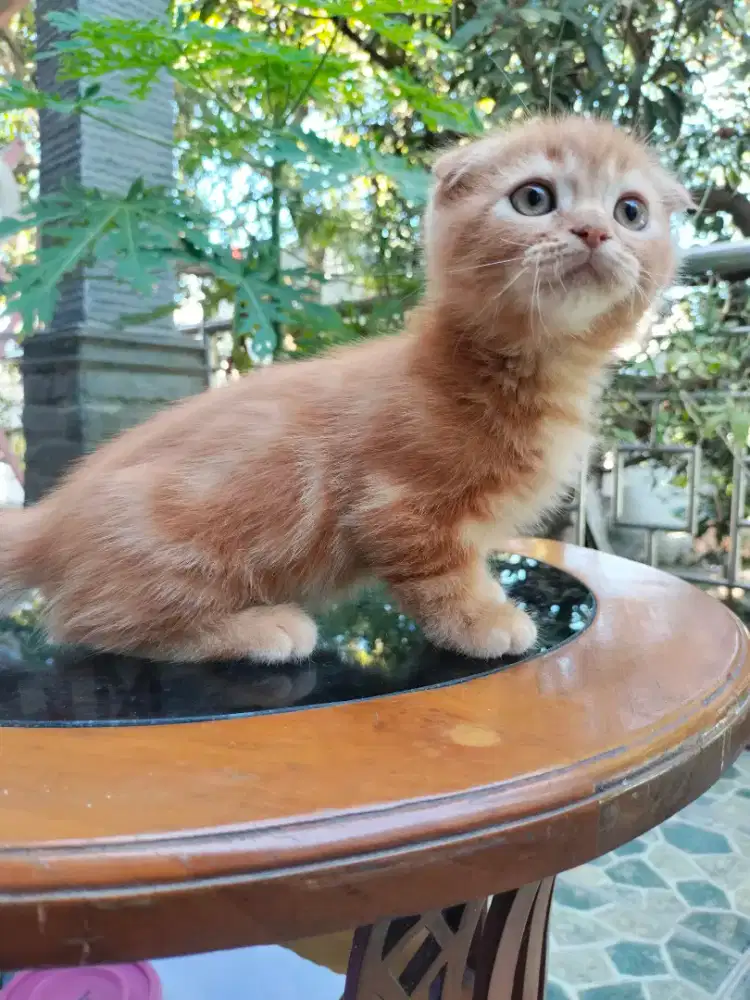 Kucing Scootih triple fold