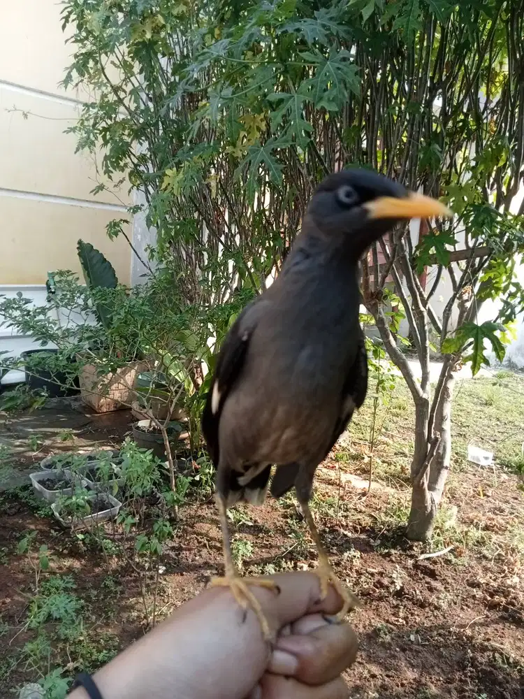 Burung Jalak kebo jinak