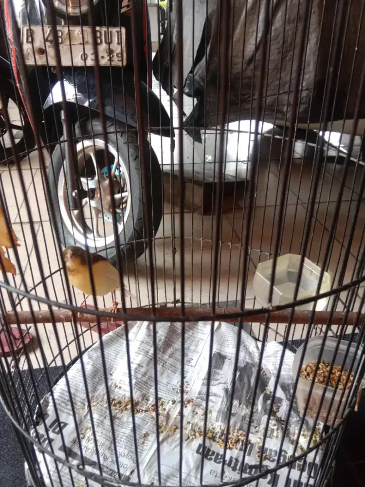 Burung kenari Frasmi x Fsf ring kroscek jaminan jantan