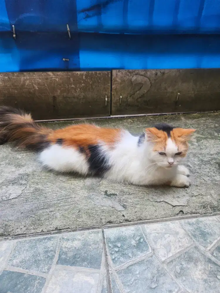 Persia betina 10 bulan
