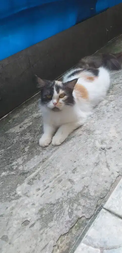 Persia betina 10 bulan