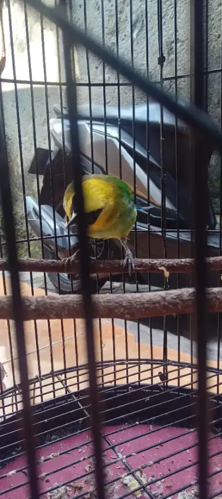 Burung cak ranting fulset + krodong