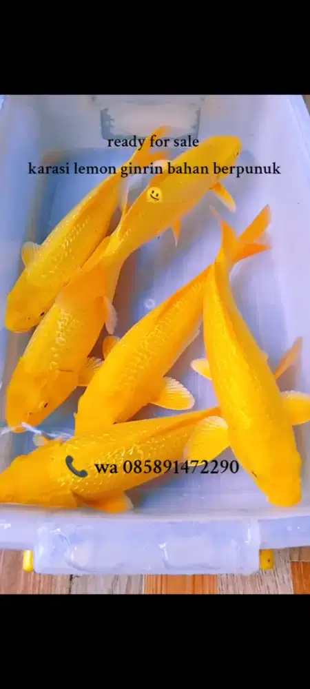 Ikan koi karasi lemon koi polosan karasi