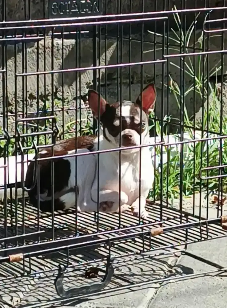 Anjing Chihuahua Female Apple head