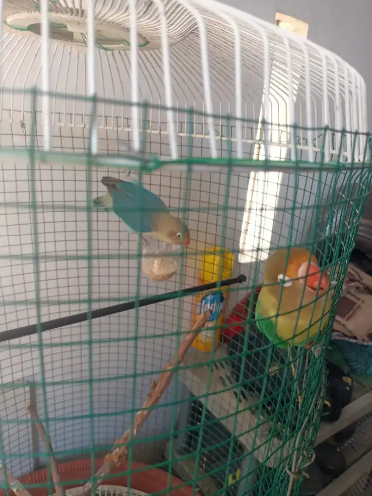 Lovebird sepasang