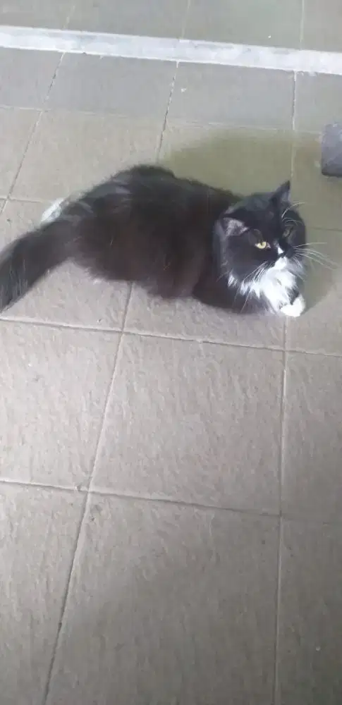Kucing persia betina 16bln