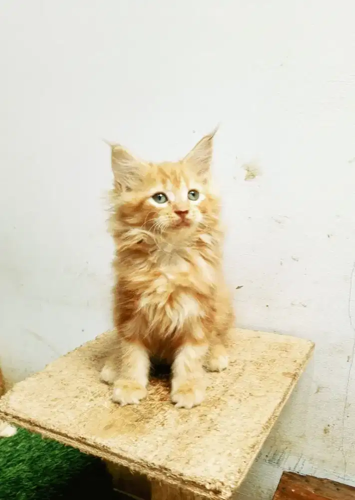 Kitten MaineCoon Betina Pure No mix. Induk Ped CFA Maine Coon