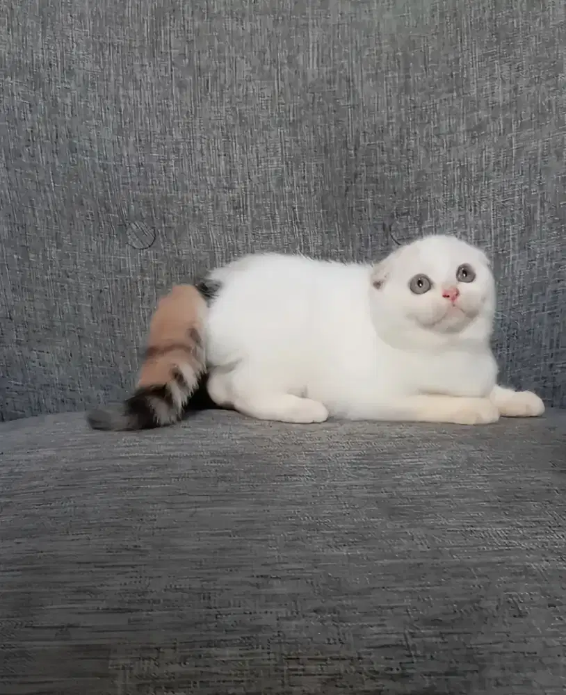 SCOTISH FOLD CALICO