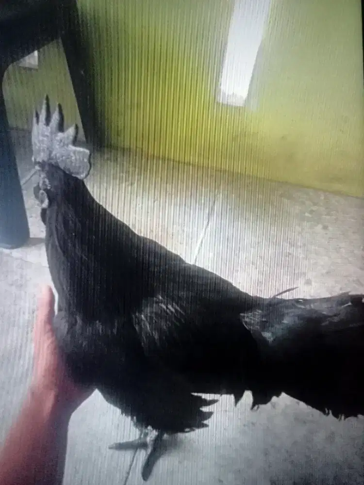 ayam cemani lidah hitam