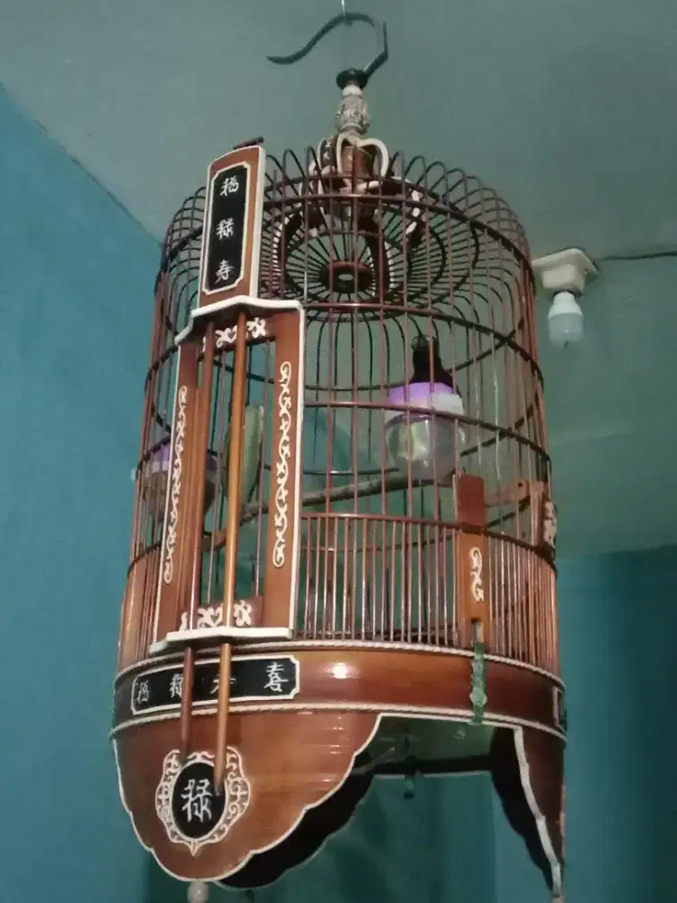 Anis kembang gacor ngerol kandang bagus